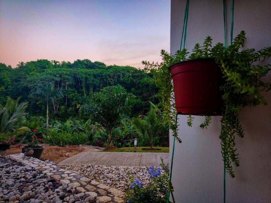 The Willow Apartment Ocho Rios Exterior foto